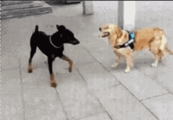 黑狗和大橘猫庭院PK, 黑狗使出一招乌龙摆尾, 大橘猫当场就懵了…