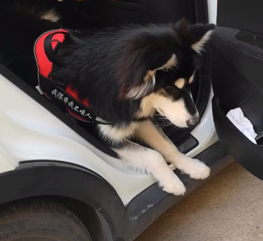 阿拉在屋里把门反锁, 主人锁在外面被气炸, 主人: 狗肉怎么做好吃