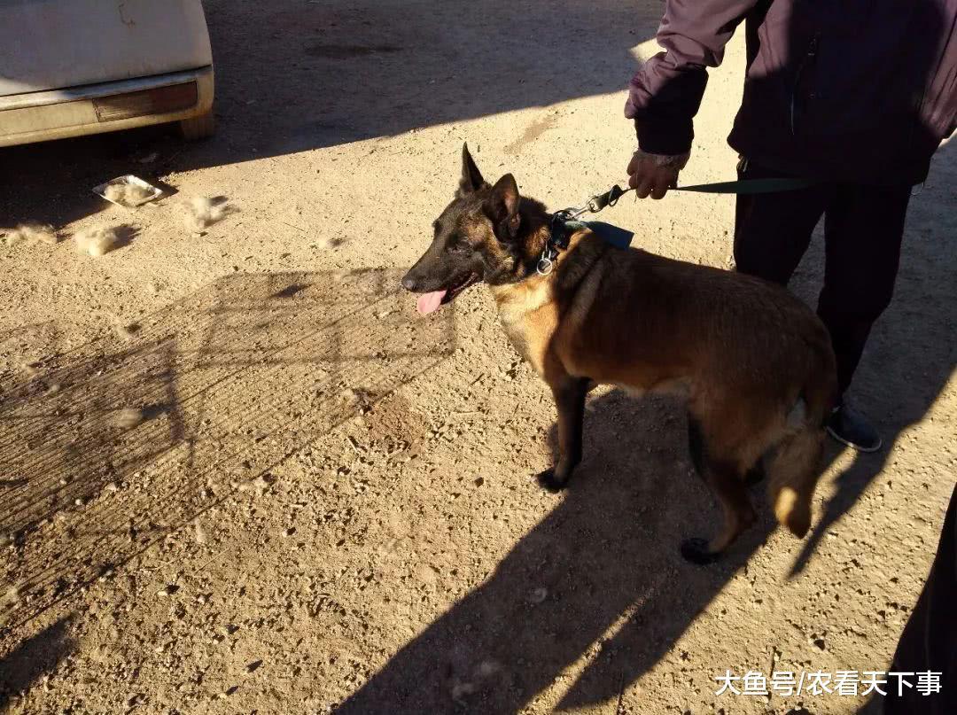 商贩卖优质成年马犬, 开价900元带绳, 买家提出700元收购!