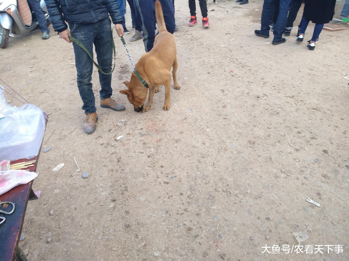大黄狗无人问津, 商贩直言“卖不掉就拿去卖给肉狗贩子了! ”