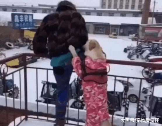 女主人假装跳楼, 宠物狗看见后, 接下来的做法很感