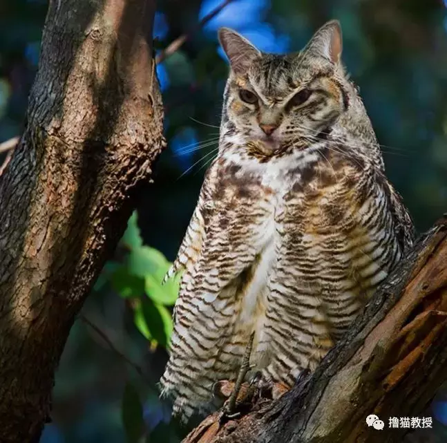 这是什么沙雕猫咪混合物? 连猫都认不出自己啦