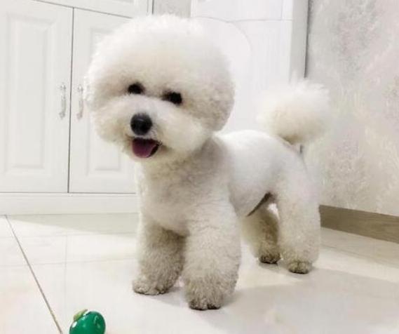 比熊爱不爱你, 看它有没有这5个表现就一清二楚了, 骗不了人