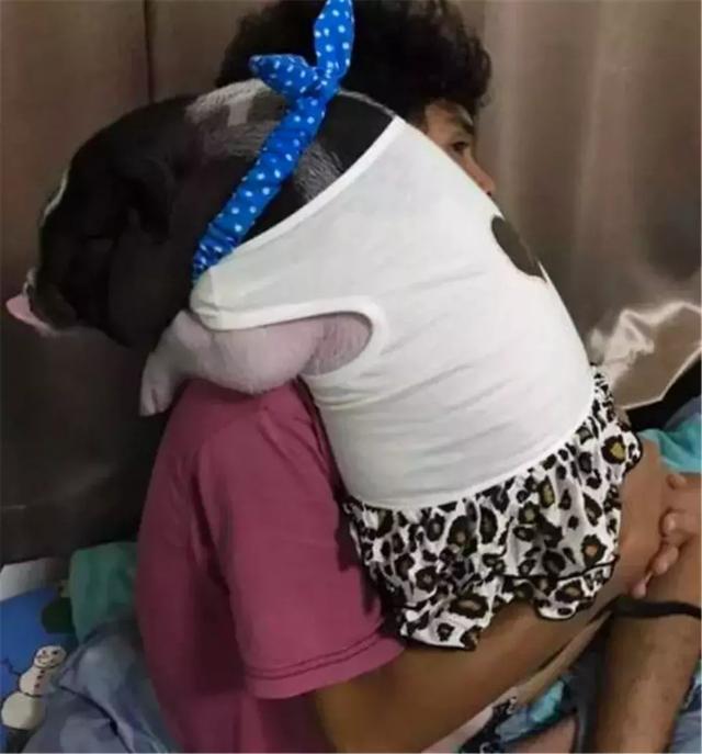 宠物猪被泰国小哥当女友, 同吃同住温馨相处, 主人每天搂着睡觉!