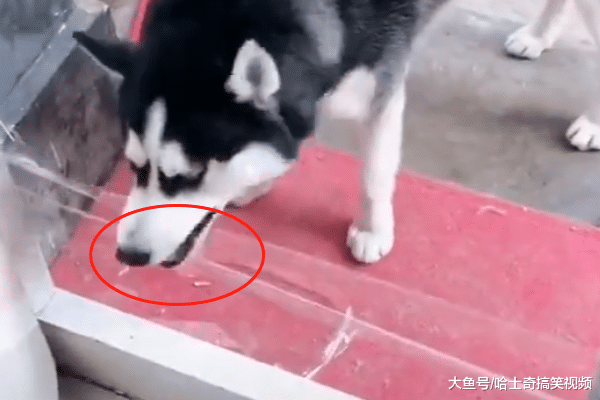 说哈士奇笨的, 可能要被“打脸”了, 这眼神比我还要好呢!