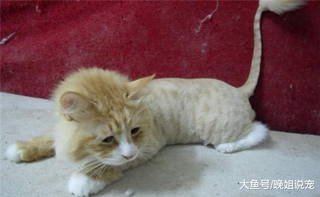 猫咪长相千奇百怪, 图三被人称为“委屈猫”, 原因写在了脸上