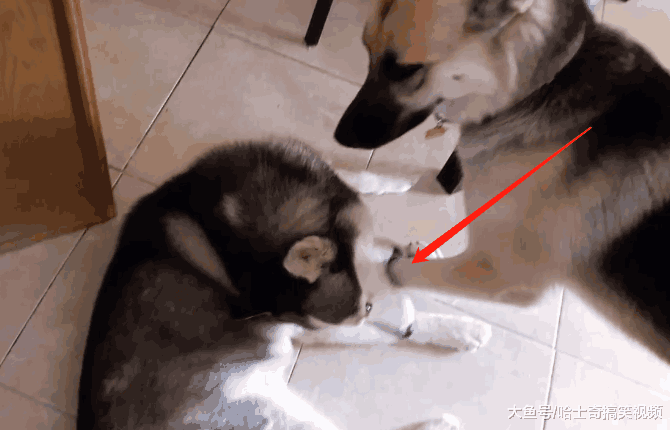 二哈堵门不让主人上班, 德牧来了也没用: 迟到原因老板信吗?