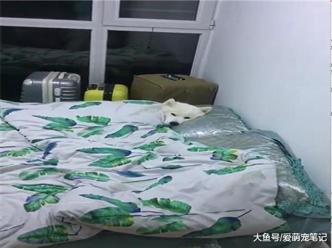 萨摩耶躺在床上, 能一觉睡到天亮, 乖巧到让网友怀疑养了只假狗!