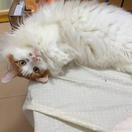 一到冬天才会出现在铲屎官家中的奇观: 猫猫虫