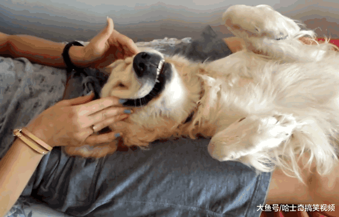 女主人给金毛做“马杀鸡”, 看到金毛的表情, 网友们笑翻了