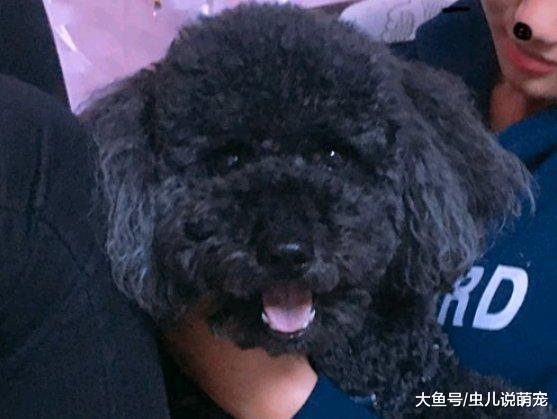 网友带着泰迪去玩, 想要给它拍照, 泰迪根本就不配合