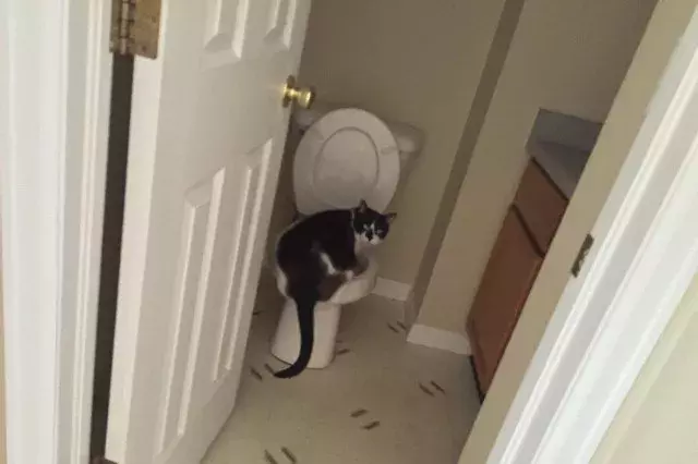 花式喝水, 我只服喵星人