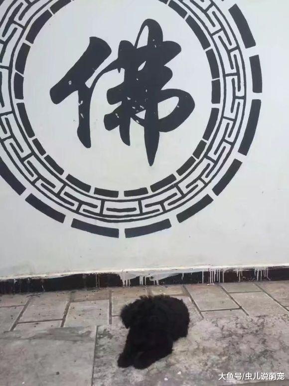 女孩了一只泰迪, 短短的五个月就走了, 女孩: 宁愿没养过!