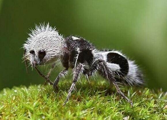 4种地球上罕见珍稀的动物, 第3种正面临着灭绝