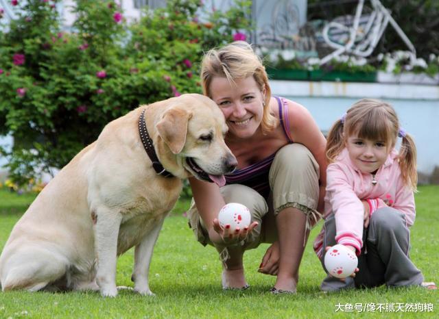 养拉布拉多的痛, 只有养过的人才知道! 网友: 太坑了!