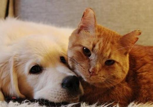 主人离世后猫咪被好心人收养, 却一直抱着主人遗物不撒手, 好心疼