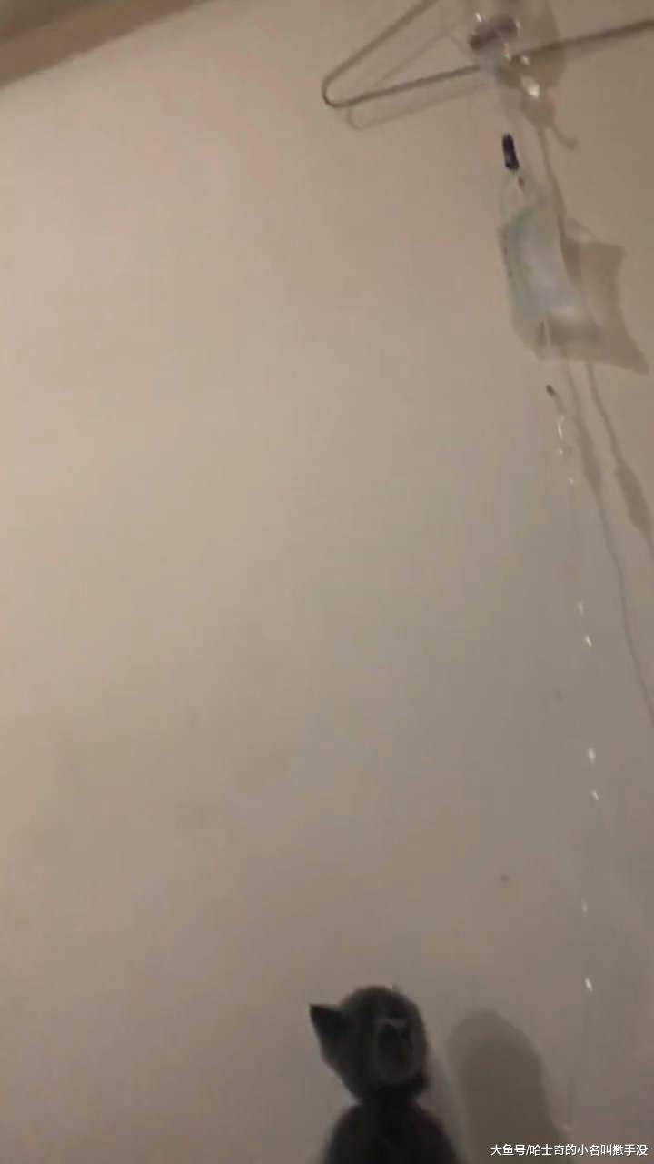 我跟猫咪说你帮我看着吊瓶点, 没水了叫我, 被猫咪感动到哭