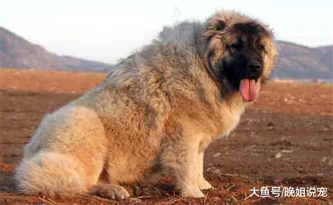 为什么要养一只高加索犬? 理由有6个, 不懂的了解一下