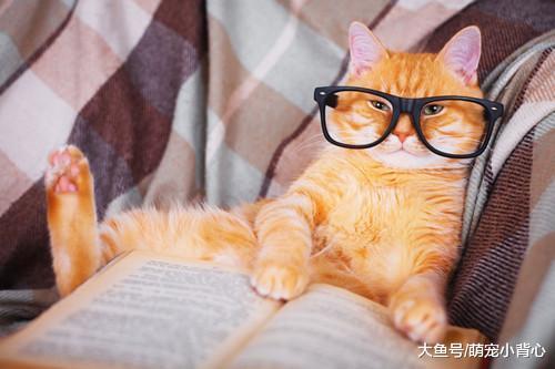 干货! 养猫的你不得不知, 铲屎官请收好