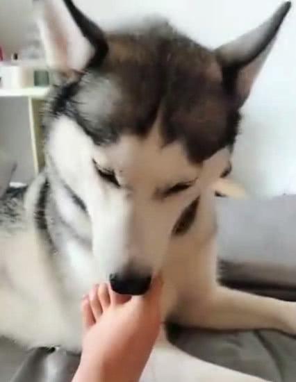 哈士奇亲完女主人的脚又去亲男主人的脸, 网友: 这只二哈很纯!