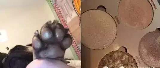 你家狗狗都做过哪些让你哭笑不得的事