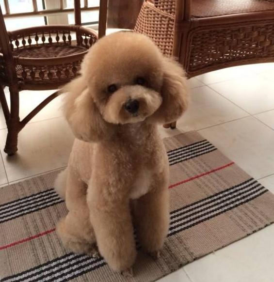贵宾犬离世前的“5个征兆”, 你接受好它的离世了吗?