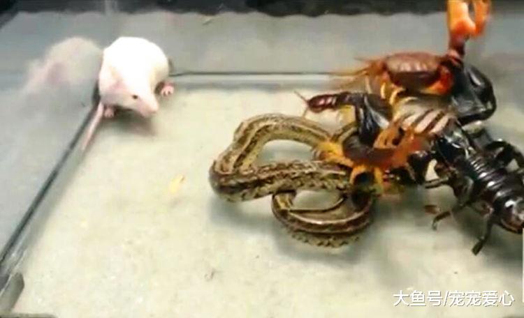 男子把五只毒物关在一起, 战斗半个小时, 只有胆小者存活下来