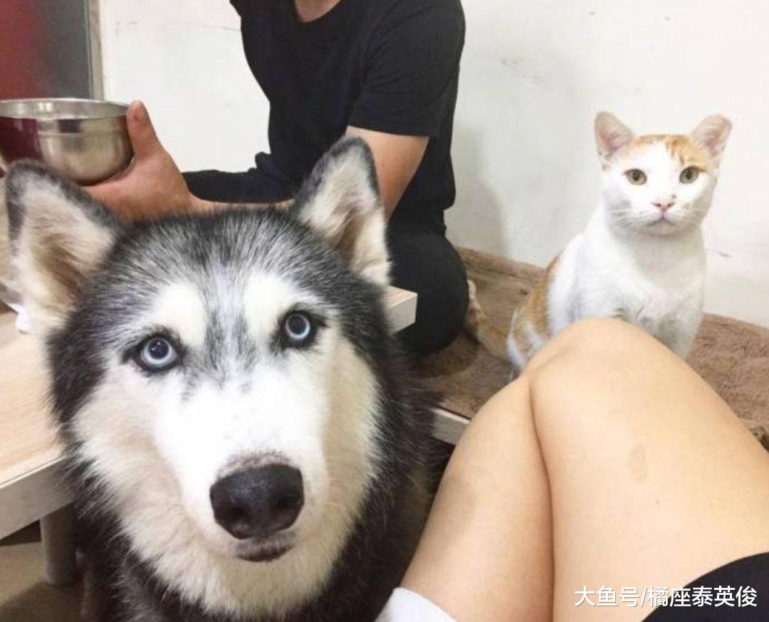 当猫狗换脸之后, 会有什么样的化学反应? 脸型决定一切!