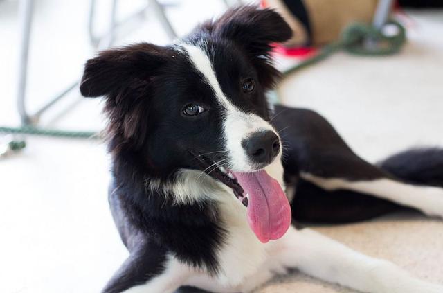 养这几种狗狗的人, 基本上就能确定你是什么性格的人, 你被暴露了