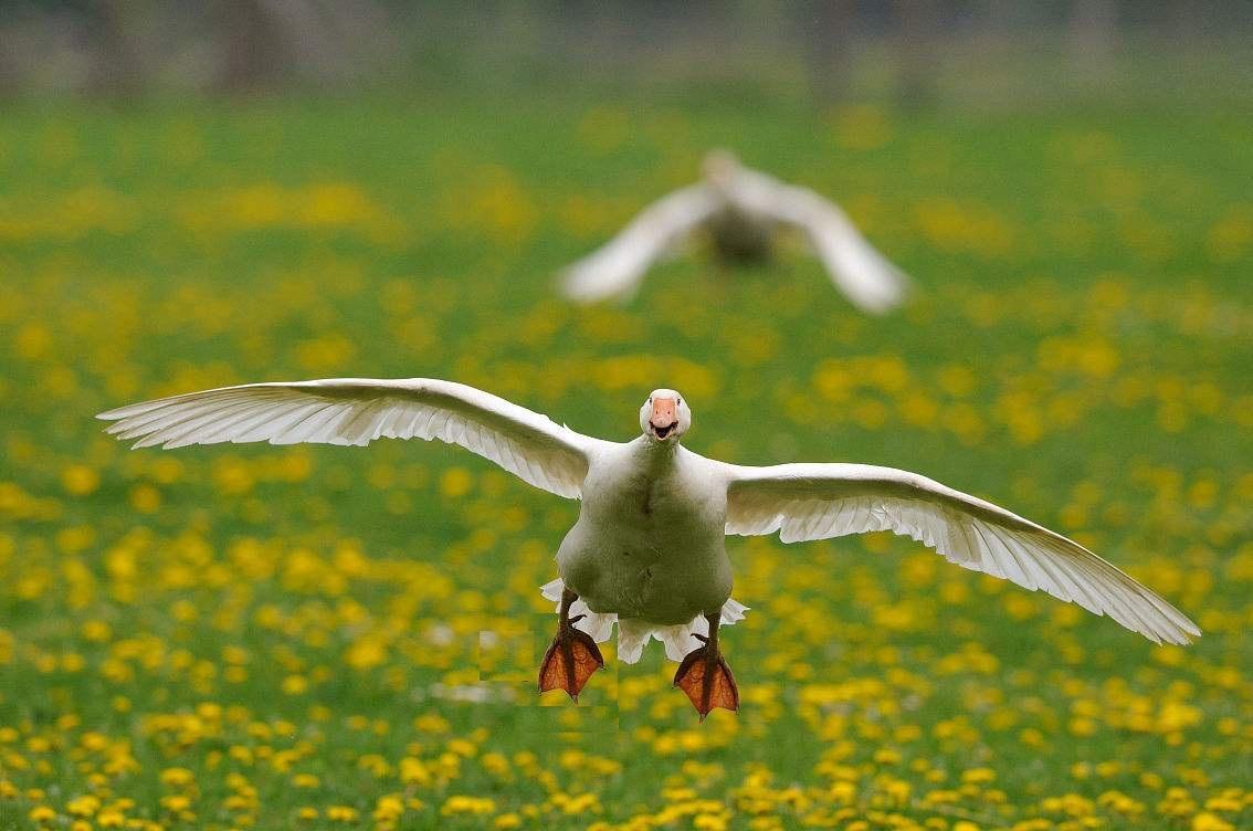 家里养了几只鹅, 从外面回家一反常态乱叫, 知道原因后大赞鹅聪明