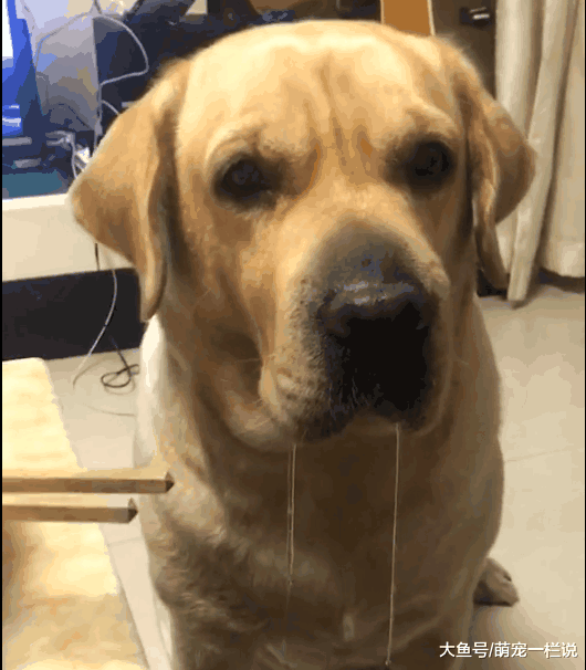 为了训练狗狗们不翻垃圾桶, 主人使出了绝招, 狗狗们看完愣住了~