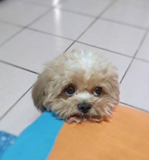 想去超市买东西, 西施贵宾犬无辜眼求情, 主人崩溃: 要怎么解释