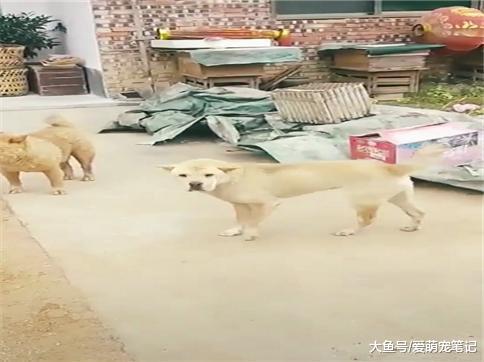 田园犬: 闲来无事, 蹦个野迪, 网友: 这是全村唯一去过迪吧的汪!