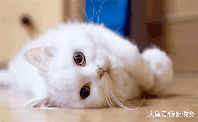 养猫后有五件事铲屎官没法做, 别不信, 看完就知道了