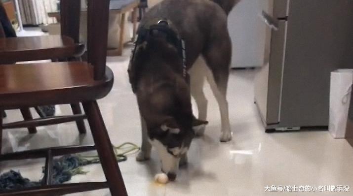 整整一箱子鸡蛋只剩下两个了, 面对我的质问, 二哈来了个吃蛋表演