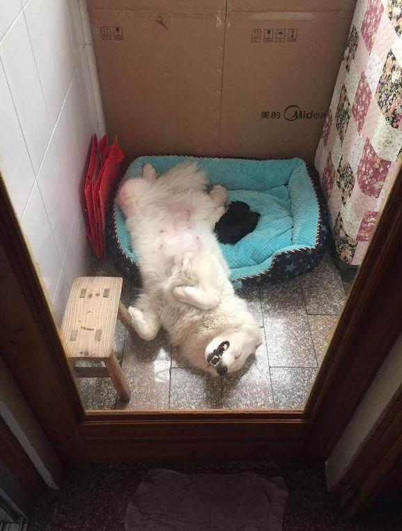 两只泰迪狗狗约好地方准备配种, 没曾想, 半路杀出来一个萨摩耶