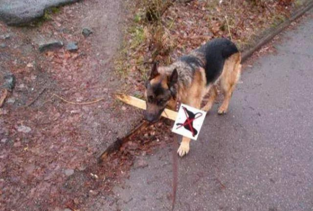 动物也疯狂: 去你妹的规矩, 我们就这么我行我素!