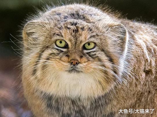 不是兔子也不是猴狲, 这种看上去又肥又胖的猫科动物为何叫兔狲?