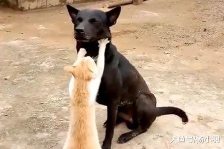 橘猫整日给一只老狗“踩奶”, 网友得知原因感动不已: 它在尽孝