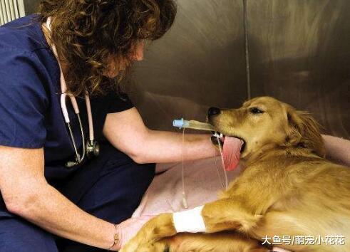 狗狗肠胃炎怎么办?