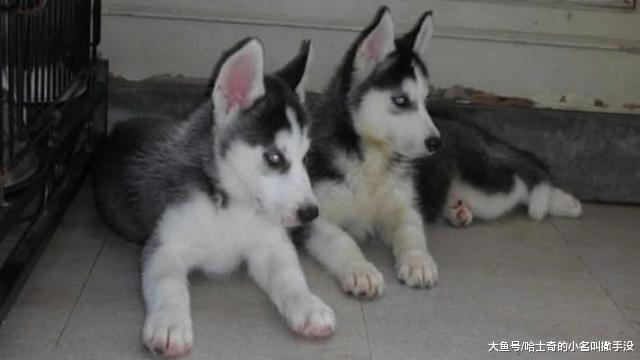 当时我只想买一只哈士奇, 看到两只二哈抱着的样子, 果断两只带走