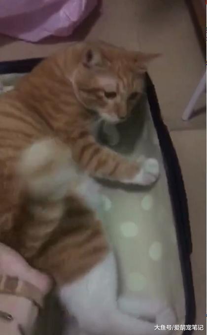 橘猫看到主人收拾行李, 赶紧躺在行李箱里面装睡, 求主人捎带上它