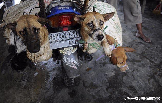 宠物狗被抓走当「狗肉贩卖」捆绑到窒息, 被迫看着同伴在眼前「活活斩首喷血」超可恶!
