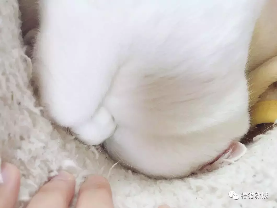 打开被炉后出去几分钟, 回来掀开被子一看, 打扰了