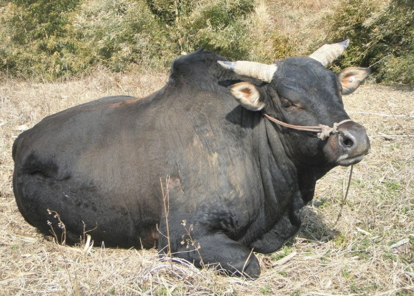 水牛为主人“工作”八年, 病到无法行走, 它的结局让人心酸!
