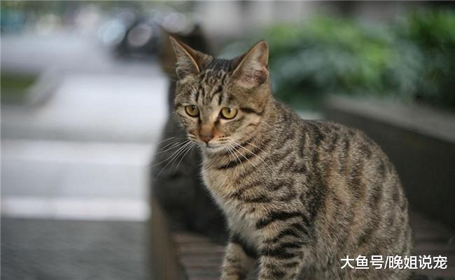 狸花猫在国内不受欢迎只因它有5个缺点, 尤其是第五条, 太土气
