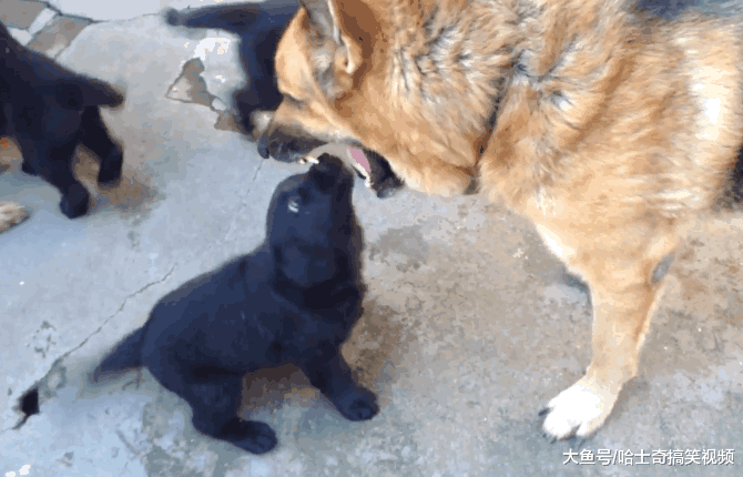 网友养了两只德牧, 打算用来繁殖出售, 生下孩子后发现亏了