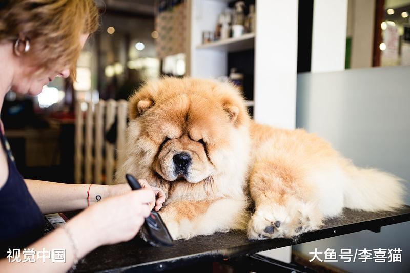 有稳定的经济来源是养猫咪狗狗的基础, 养宠物就要给它舒适的生活