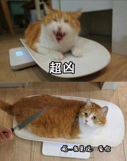 宠物GIF图: 我感觉自己家的猫中了邪!