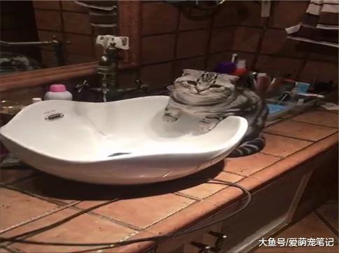 美短猫听到主人说赶紧洗脸后, 洗的很认真, 网友: 全网最讲究的喵